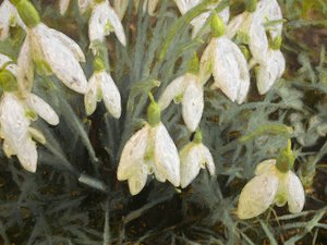 Sneeuwklokjes, 2019 door Helen White